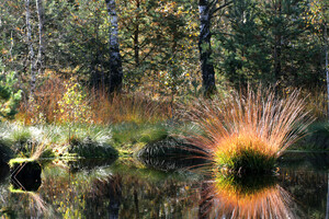 Moorteich umgeben von Wald im Haspelmoor