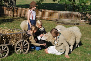 Schafe auf dem Jexhof