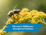 Dekorbild zeigt Biene auf gelber Blüte