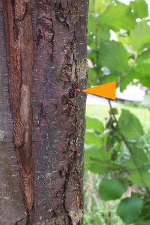 Foto zeigt Ausschnitt eines Baumstamms, an dem eine kleine rote Ausstülpung mit Bakterien zu sehen ist.