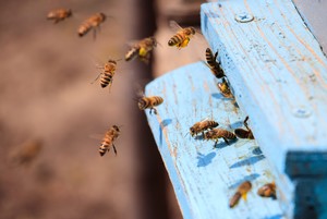 Umherfliegende Bienen vor ihrem Unterschlupf