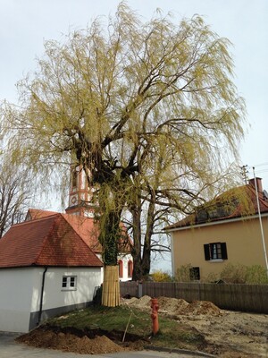 Foto mit Baum, der vor einer Kapelle steht. Der Baum ist mit einer Bastmatte geschützt. Rings um en Baum ist der Boden aufgegraben.