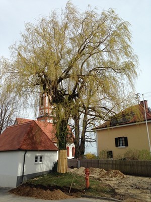 Foto mit Baum, der vor einer Kapelle steht. Der Baum ist mit einer Bastmatte geschützt. Rings um en Baum ist der Boden aufgegraben.