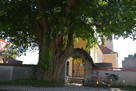 Prachtvoller Maulbeerbaum vor dem Friedhof in Kottgeisering