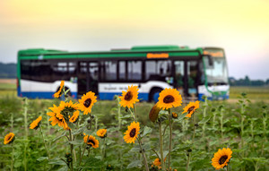 Regionalbus fährt an Sonnenblumenfeld vorbei.