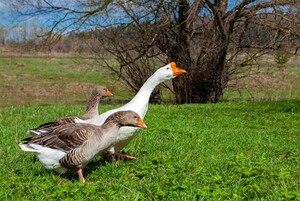 Gruppe von Gänsen
