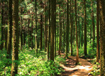 Waldlichtung