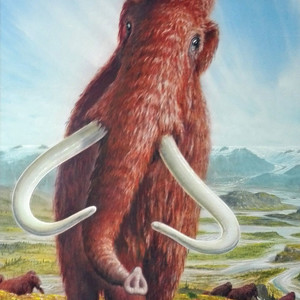 Grafik: Zeichnung eines Mammuts aus dem Alpenvorland.