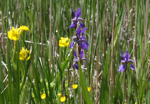 Gelbe und lila Blumen im Schilf