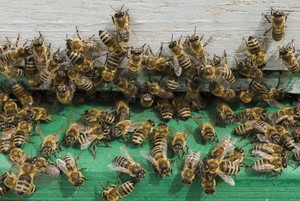 Foto: Bienen im Bienenkasten