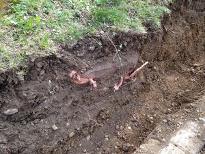 Foto:  freigelegtes Wurzelwerk eines Baums.