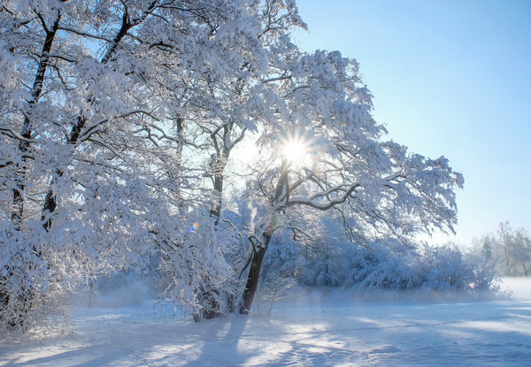 Das Foto zeigt eine verschneite Landschaft mit Wiese und Bäumen im Sonnenschein.