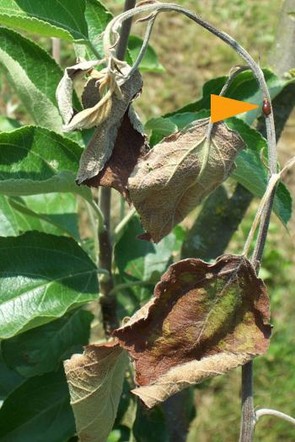 Foto zeigt verwelkte Blätter eines Baums.