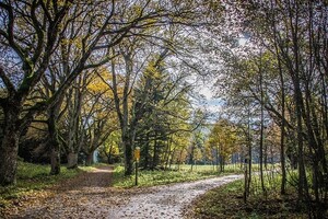 Foto Weggabelung an einer Waldlichtung